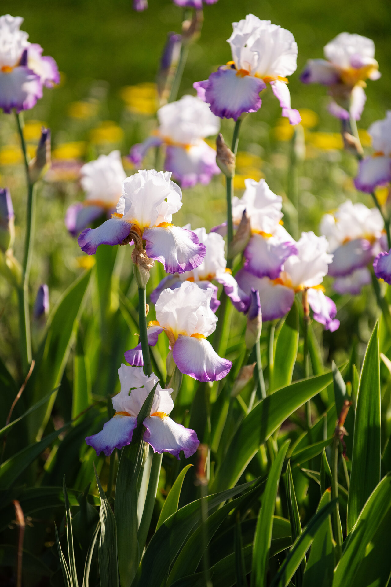 Iris germanica 'Change of Pace'
